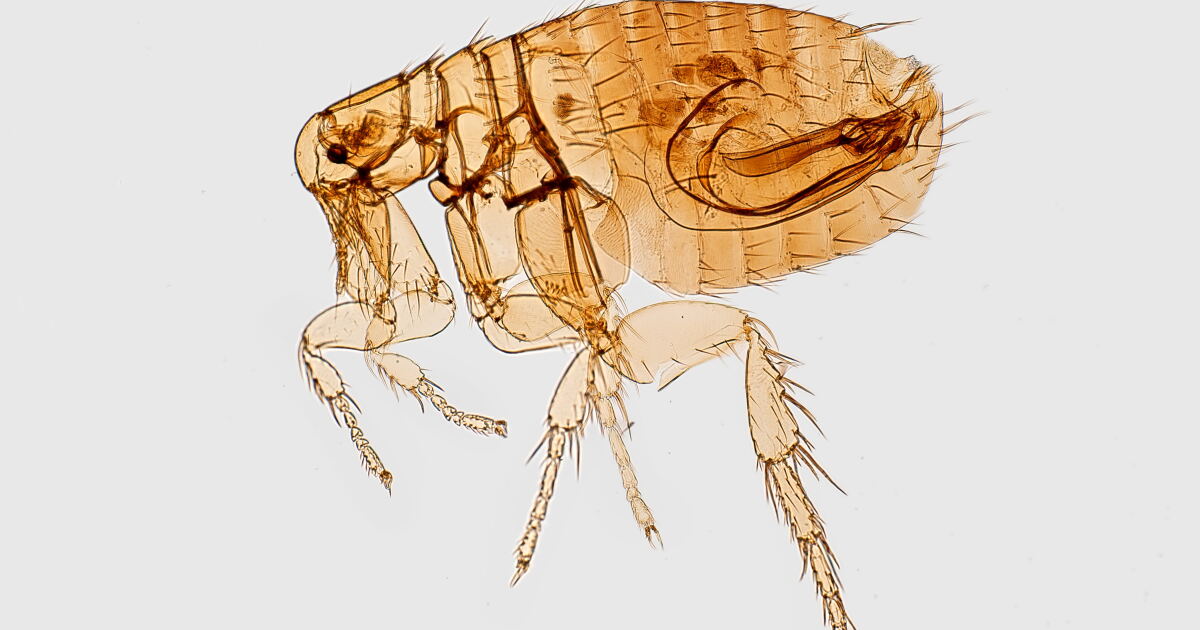 Typhus in LA