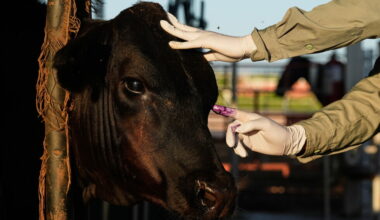 Mexico to resumes cattle sales to US under new controls over screwworm risk