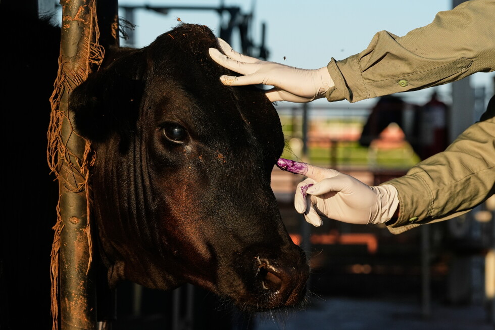 Mexico to resumes cattle sales to US under new controls over screwworm risk