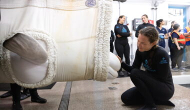 Four more belugas flown from Canada to new home in Chicago in rescue mission