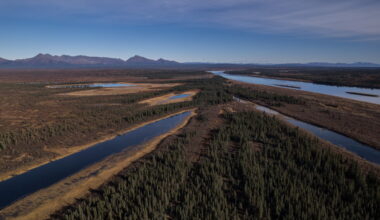 Plant life in the warming Arctic alters lush knee-high jungle