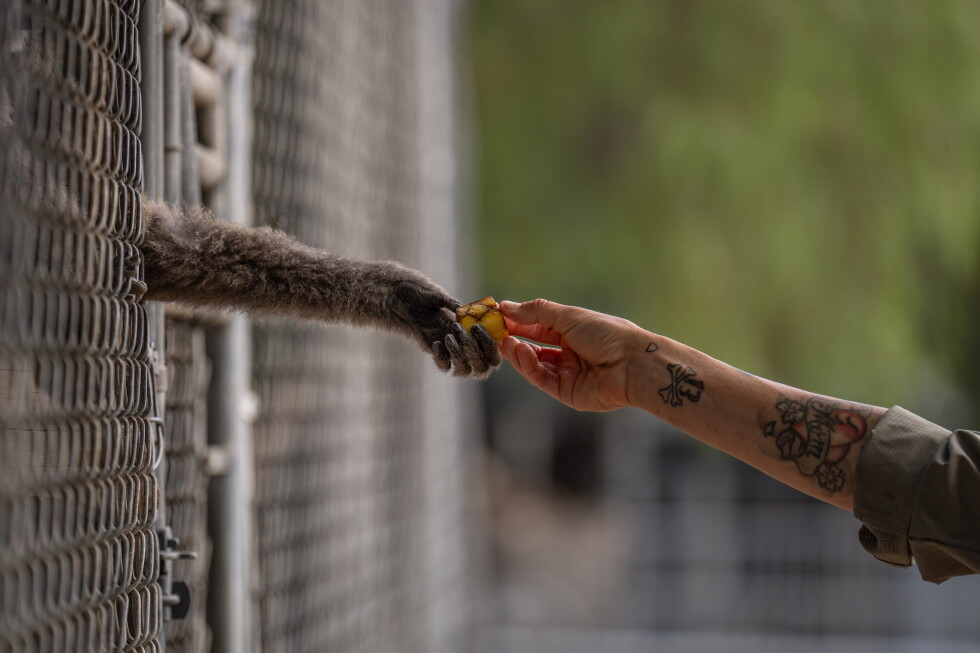 How a sanctuary outside LA cares for rare, endangered gibbons