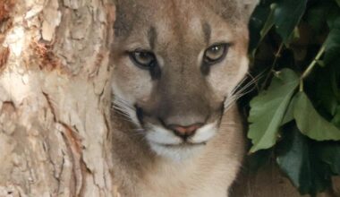 Mountain Lion safely captured after strolling through San Dimas