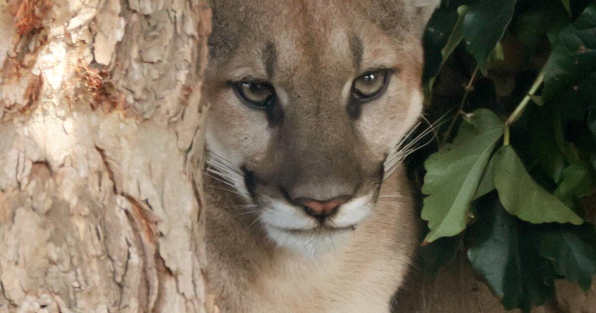 Mountain Lion safely captured after strolling through San Dimas