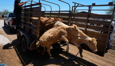 Flesh-eating screwworms, beef price surge collide as Mexico resumes cattle exports to U.S.