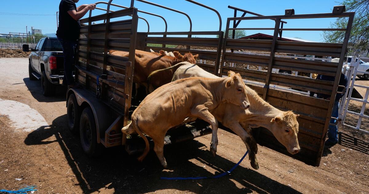 Flesh-eating screwworms, beef price surge collide as Mexico resumes cattle exports to U.S.