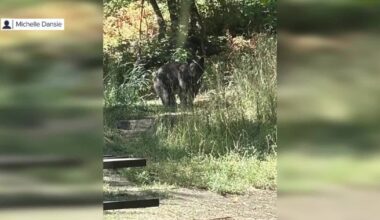 Utah officials urge caution after fifth bear encountered in the past week