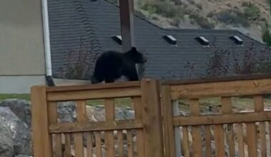 VIDEO: Black bear seen roaming Provo neighborhood
