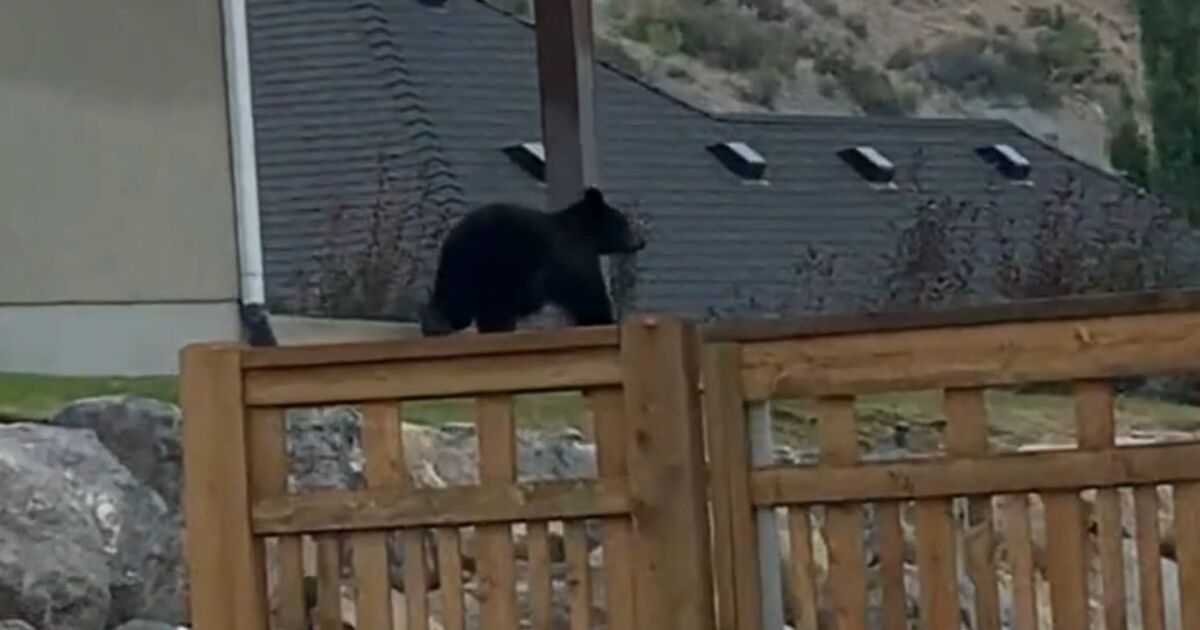 VIDEO: Black bear seen roaming Provo neighborhood