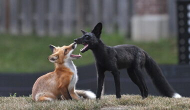 Rare black fox discovered in Chicago's north suburbs