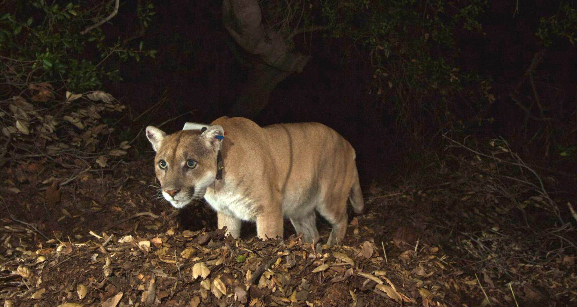 Mapleton residents urged to stay aware after mountain lion sighting - InForum