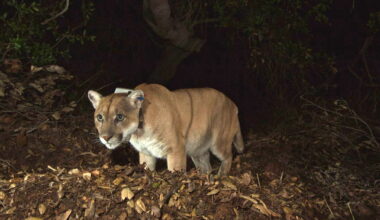 Mapleton residents urged to stay aware after mountain lion sighting - InForum