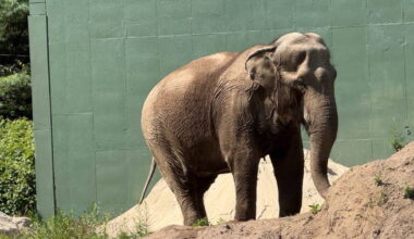 GBH Daily: Emily the elephant