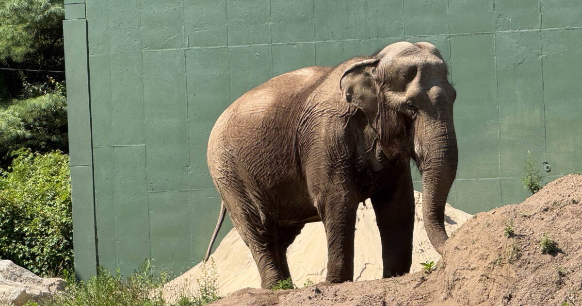 GBH Daily: Emily the elephant