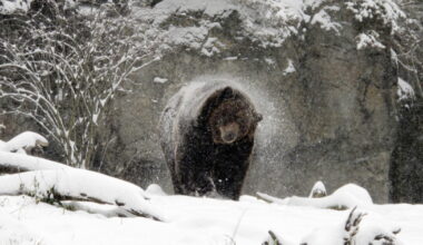 Grizzly bears - LAist