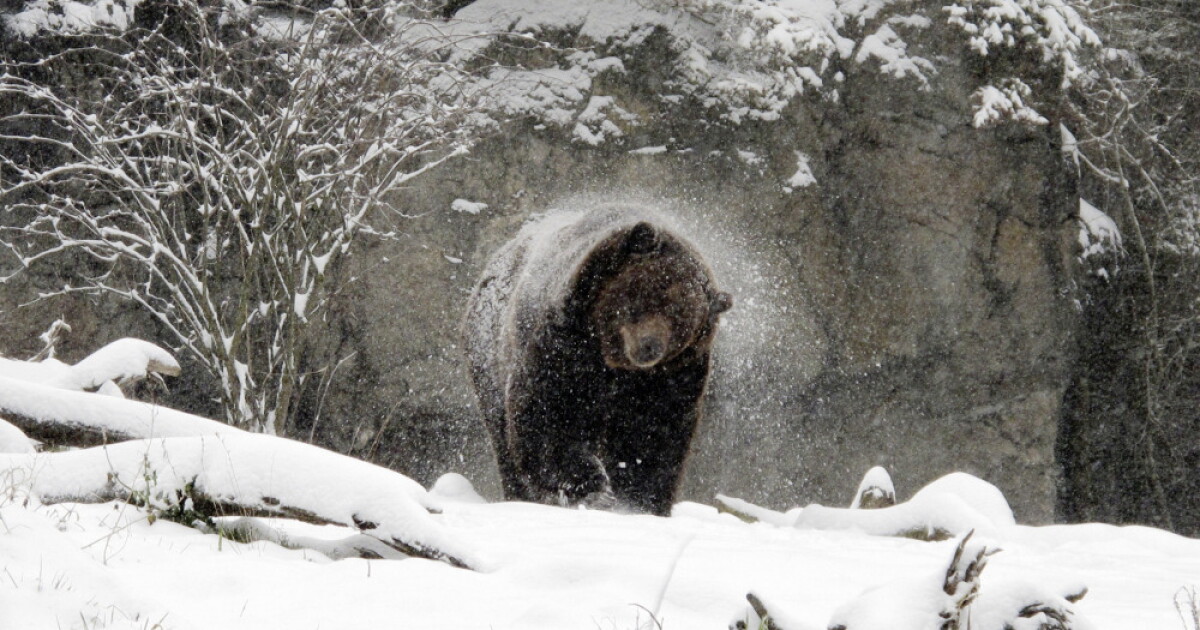 Grizzly bears - LAist
