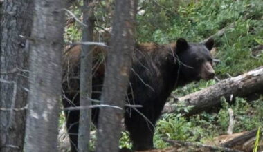 Bear attacks woman in her 80s after breaking into her home in Estes Park: CPW