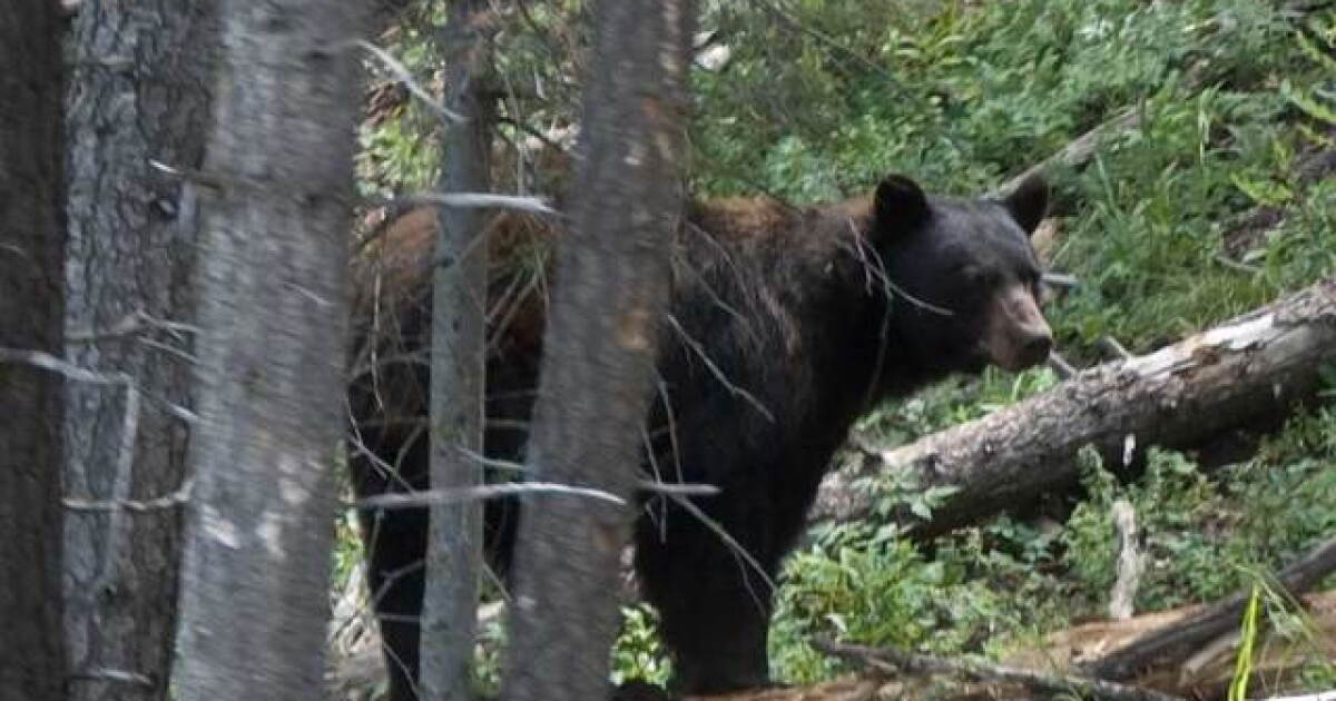 Bear attacks woman in her 80s after breaking into her home in Estes Park: CPW
