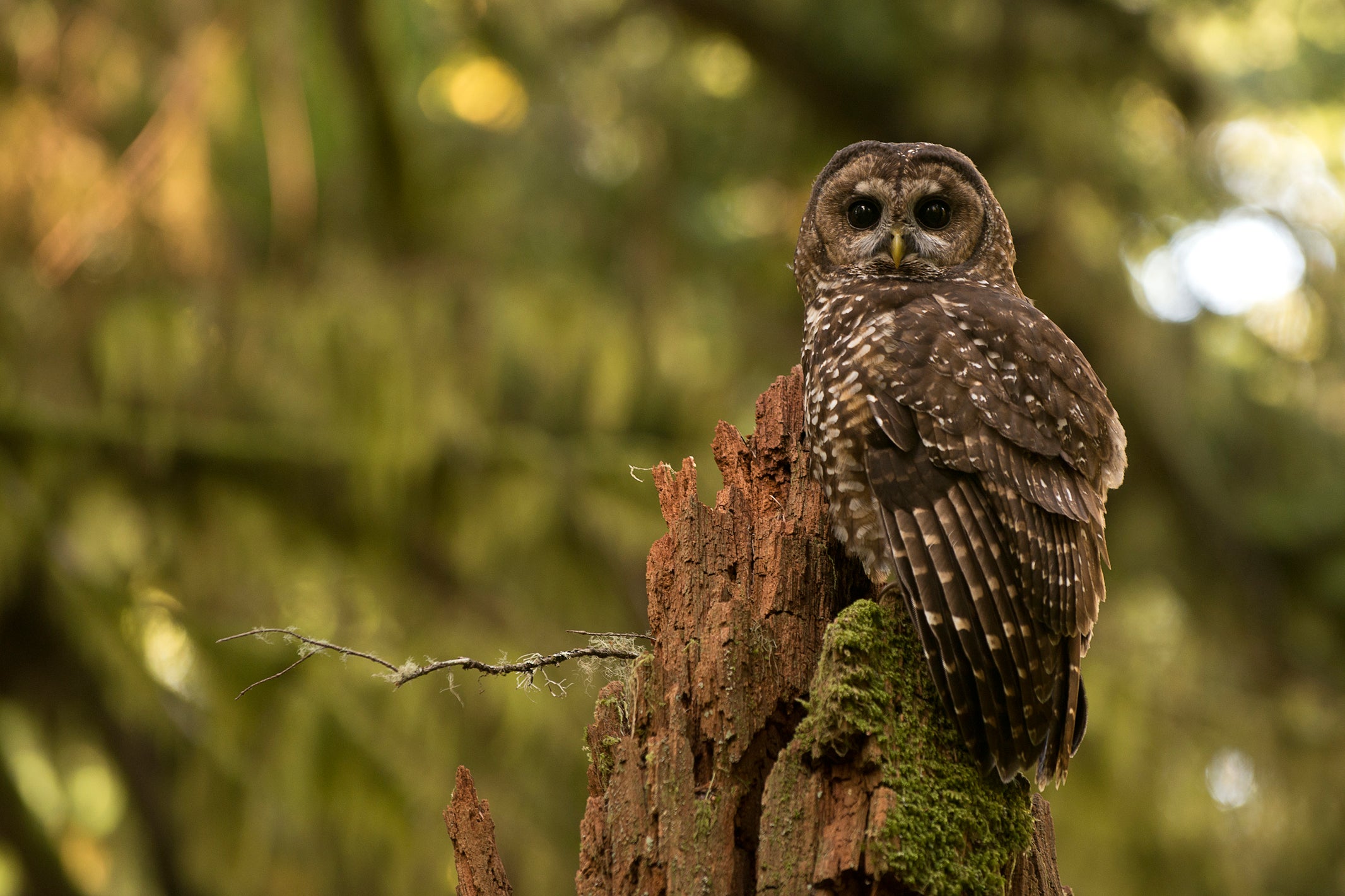 The U.S. Supreme Court upheld the Endangered Species Act’s definition of ‘harm’ in a 1995 ruling to protect spotted owls but the Trump administration has now moved to revise the rules
