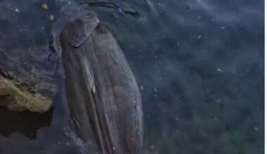 Lifeless manatee reportedly spotted in local waters - The Royal Gazette