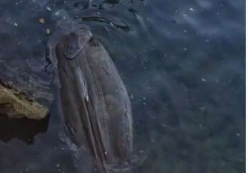 Lifeless manatee reportedly spotted in local waters - The Royal Gazette
