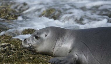 NOAA confirms deaths of 2 endangered monk seal pups