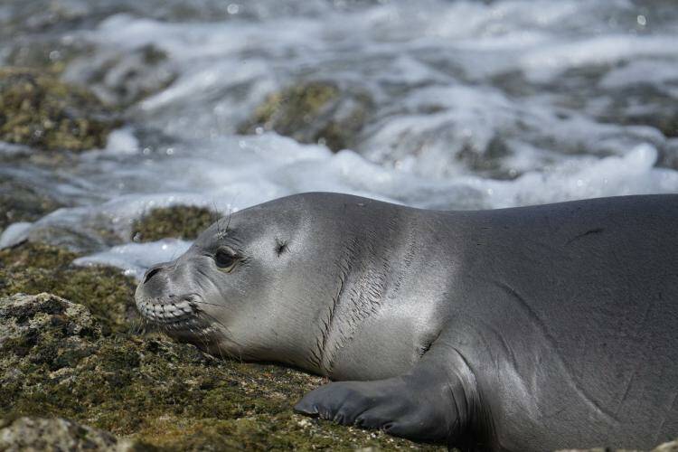 COURTESY HAWAII MARINE ANIMAL RESPONSE
NOAA confirmed that Hawaiian monk seal RU02, also known as ʻUmiʻumi, died of toxoplasmosis, a parasitic disease.