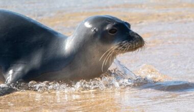 NOAA confirms death of another monk seal on Oahu