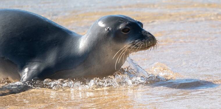COURTESY HAWAII MARINE ANIMAL RESPONSE
Endangered Hawaiian monk seal RT68, also known as Mana, was found dead at Three Tables on Oahus North Shore. NOAA is conducting a post-mortem exam to determine the cause of his death.