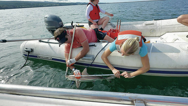 COURTESY UNIVERSITY OF HAWAII AT HILO
Researchers from the University of Hawaii at Hilo measured a juvenile blacktip shark.