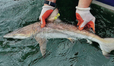 COURTESY UNIVERSITY OF HAWAII AT HILO A juvenile blacktip shark is caught, tagged and released from Hilo Bay. Acoustic transmitter tags revealed that the sharks lived predominantly in Hilo Bay for the first few years of their lives.