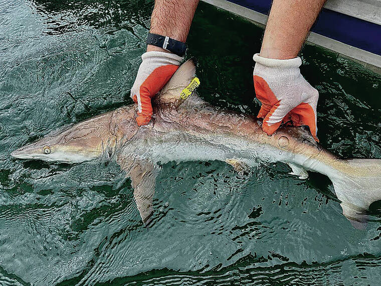 COURTESY UNIVERSITY OF HAWAII AT HILO A juvenile blacktip shark is caught, tagged and released from Hilo Bay. Acoustic transmitter tags revealed that the sharks lived predominantly in Hilo Bay for the first few years of their lives.