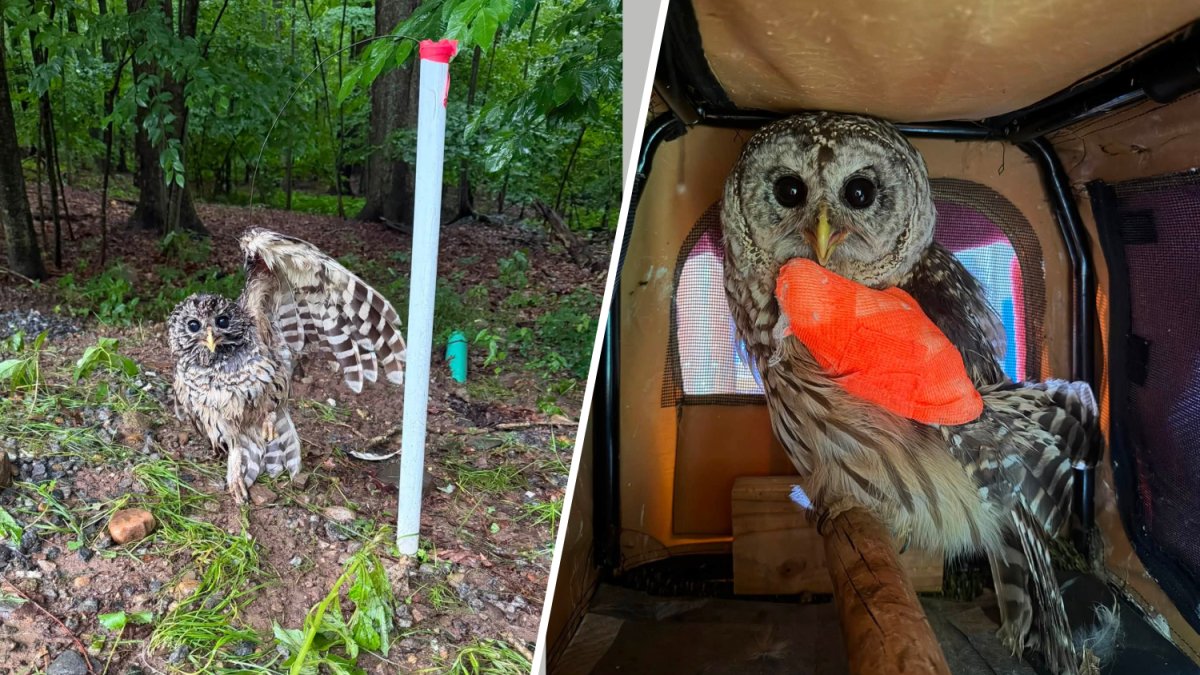 Barred owl’s wing becomes impaled in wires from plumbing snake in West Hartford – NBC Connecticut