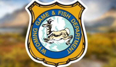 Black Bear That Tried to Enter Campers’ Tents in the Bighorn National Forest Lethally Removed – Sheridan Media