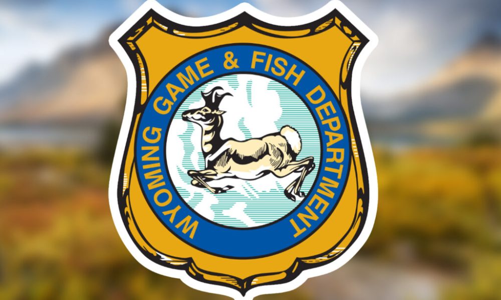 Black Bear That Tried to Enter Campers’ Tents in the Bighorn National Forest Lethally Removed – Sheridan Media