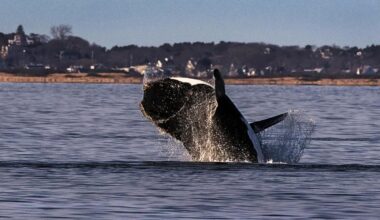 Endangered right whales spotted in one of the East Coast’s busiest shipping corridors