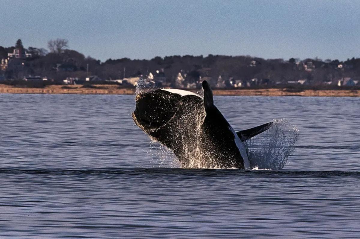 Endangered right whales spotted in one of the East Coast’s busiest shipping corridors