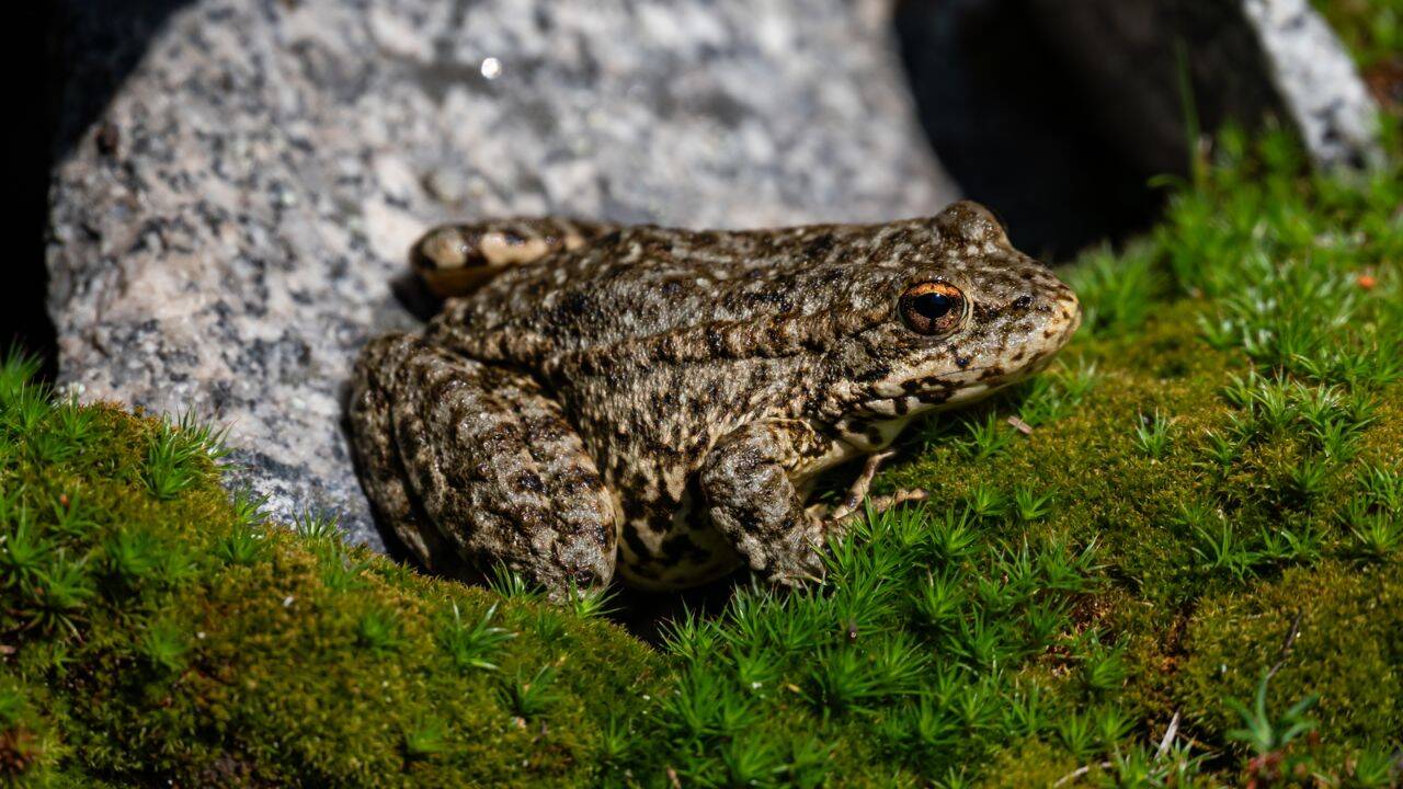 Sierra Nevada yellow-legged frog. Image Credit: Ichellman/Wikipedia What has conservation work achieved so far