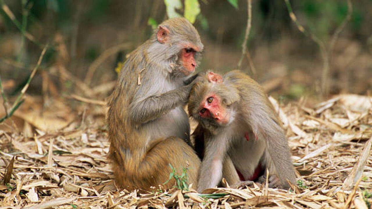 Somewhere between about 4% and 14% of the sampled animals appeared to be shedding the virus during the breeding season specifically. What the results said