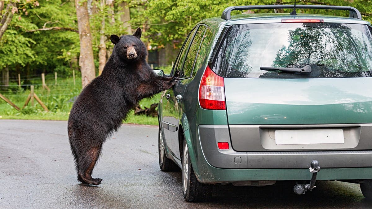 Black bear stands on hind legs inspecting a green car on a forest road.