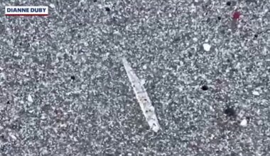 Mystery on the Space Coast: What are these clear ‘jumping sticks’ on the beach?
