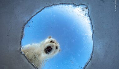 a photograph of a polar bear looking down into a hole, as if viewed from a seal