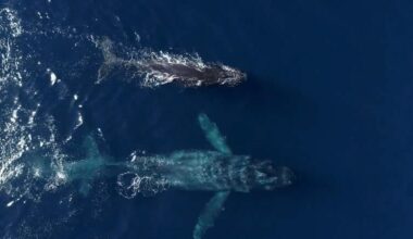 Humpback whale named ‘Chompers’ puts on show off SoCal coast