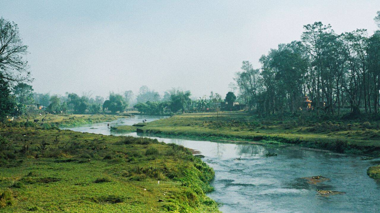 yamuna grass (Canva) Yamuna delhi grass