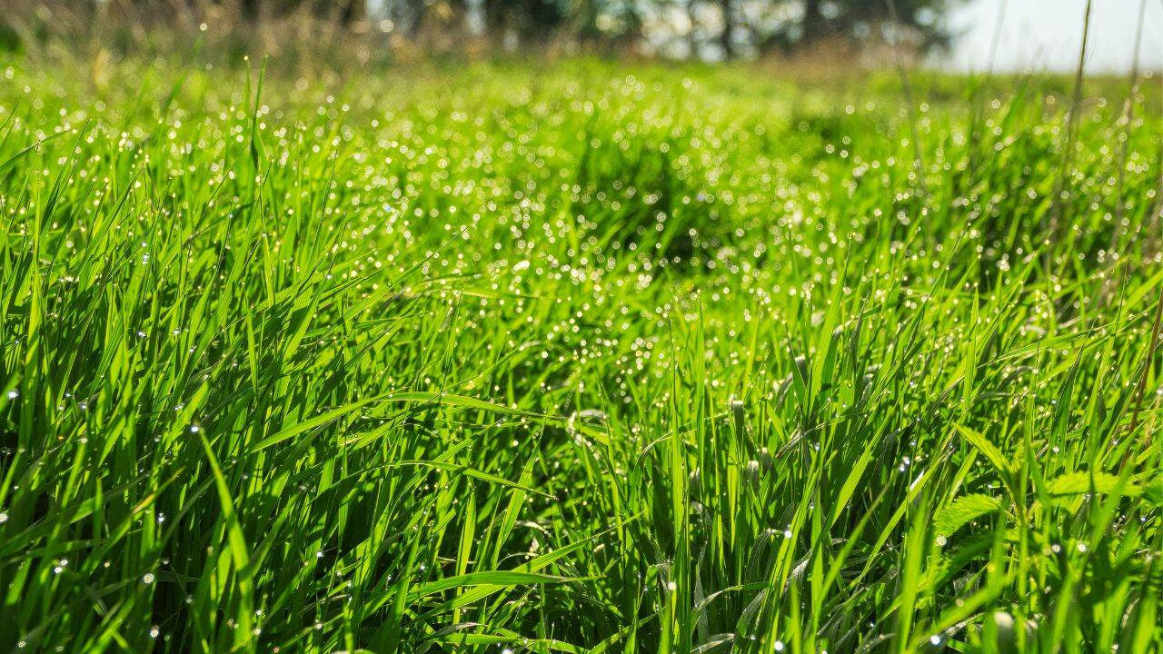 Grass (Canva) Yamuna delhi Vevtier