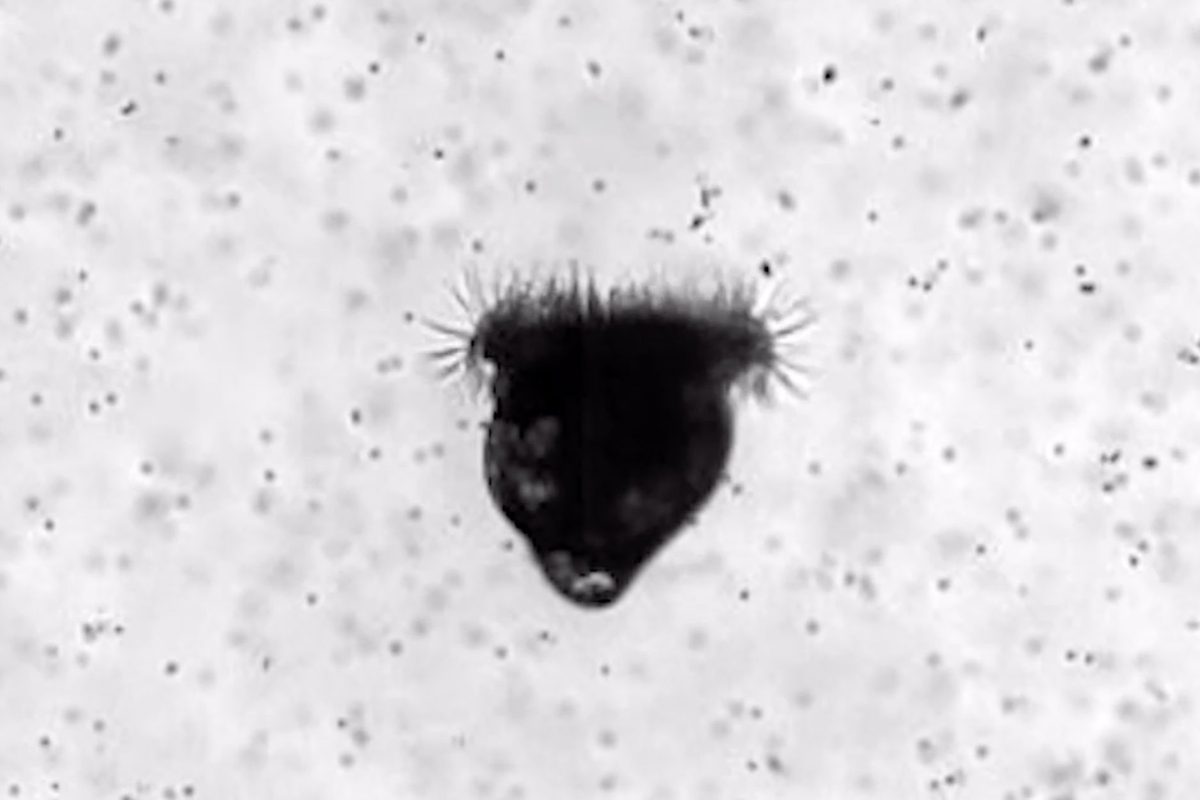 Marine scientists filmed a 0.3mm oyster larva feeding. What they found is ringing alarm bells - BBC Wildlife Magazine