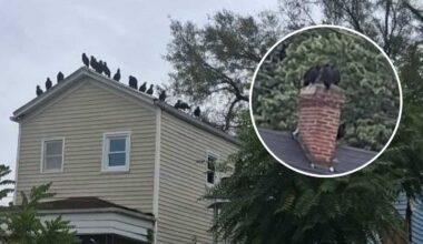 Vultures swarm Louisville neighborhood: See photos here