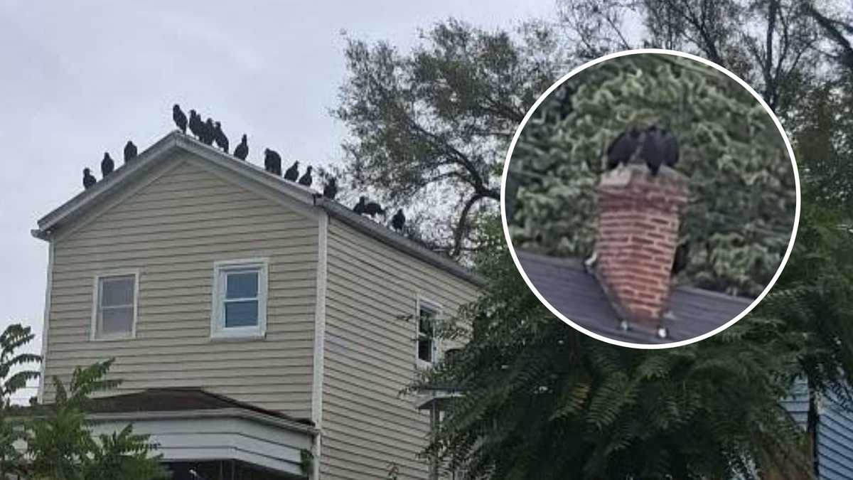 Vultures swarm Louisville neighborhood: See photos here