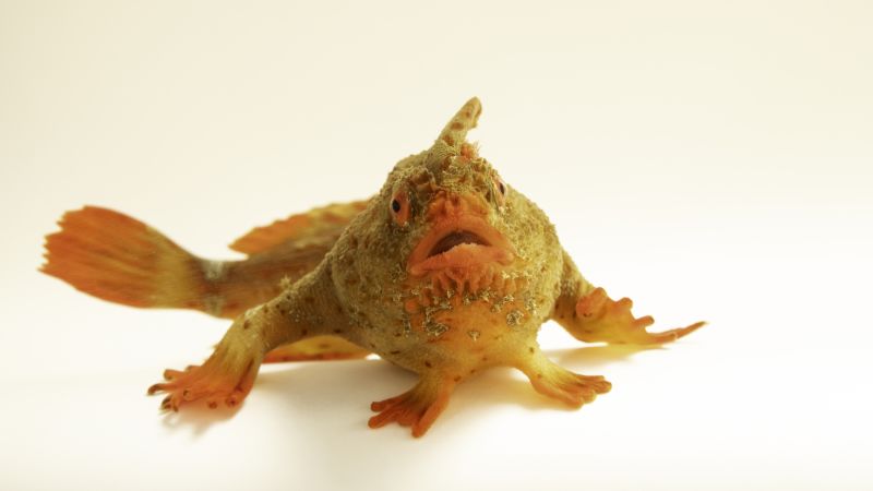 The photographer racing to capture life on Earth before it’s lost