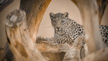 An Arabian leopard.